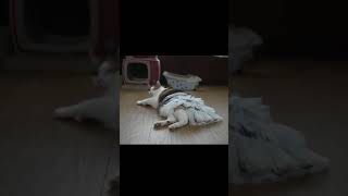 にゃんこのパンチラ♬☺️笑ったら負け😂 Funniest Cat|Dumb Cat |Try Not To Laugh 😂| Cute animal | #shorts #short